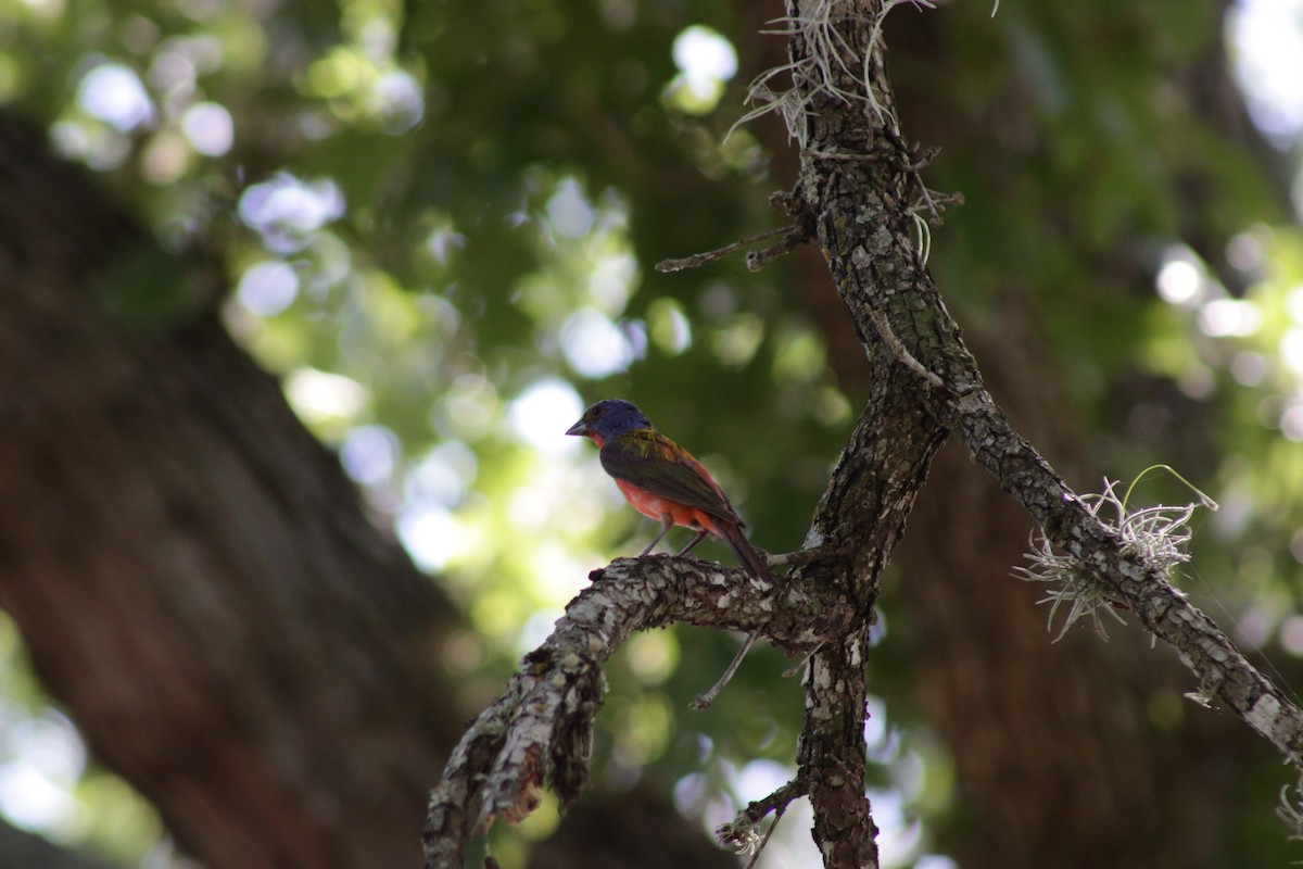 Painted Bunting - ML620974974