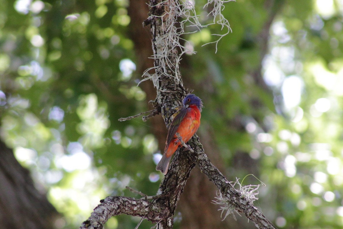 Painted Bunting - ML620974975