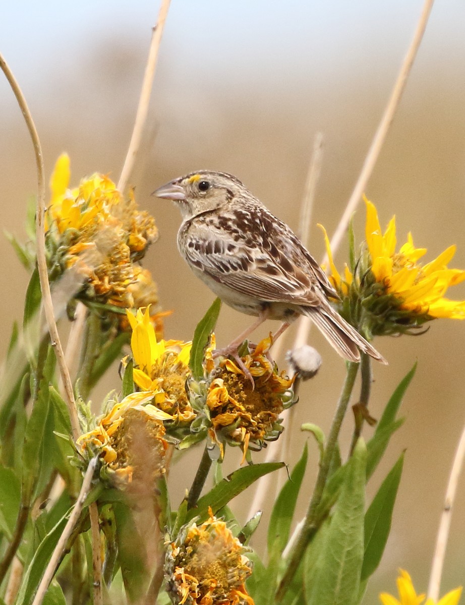 Grasshopper Sparrow - ML620974985