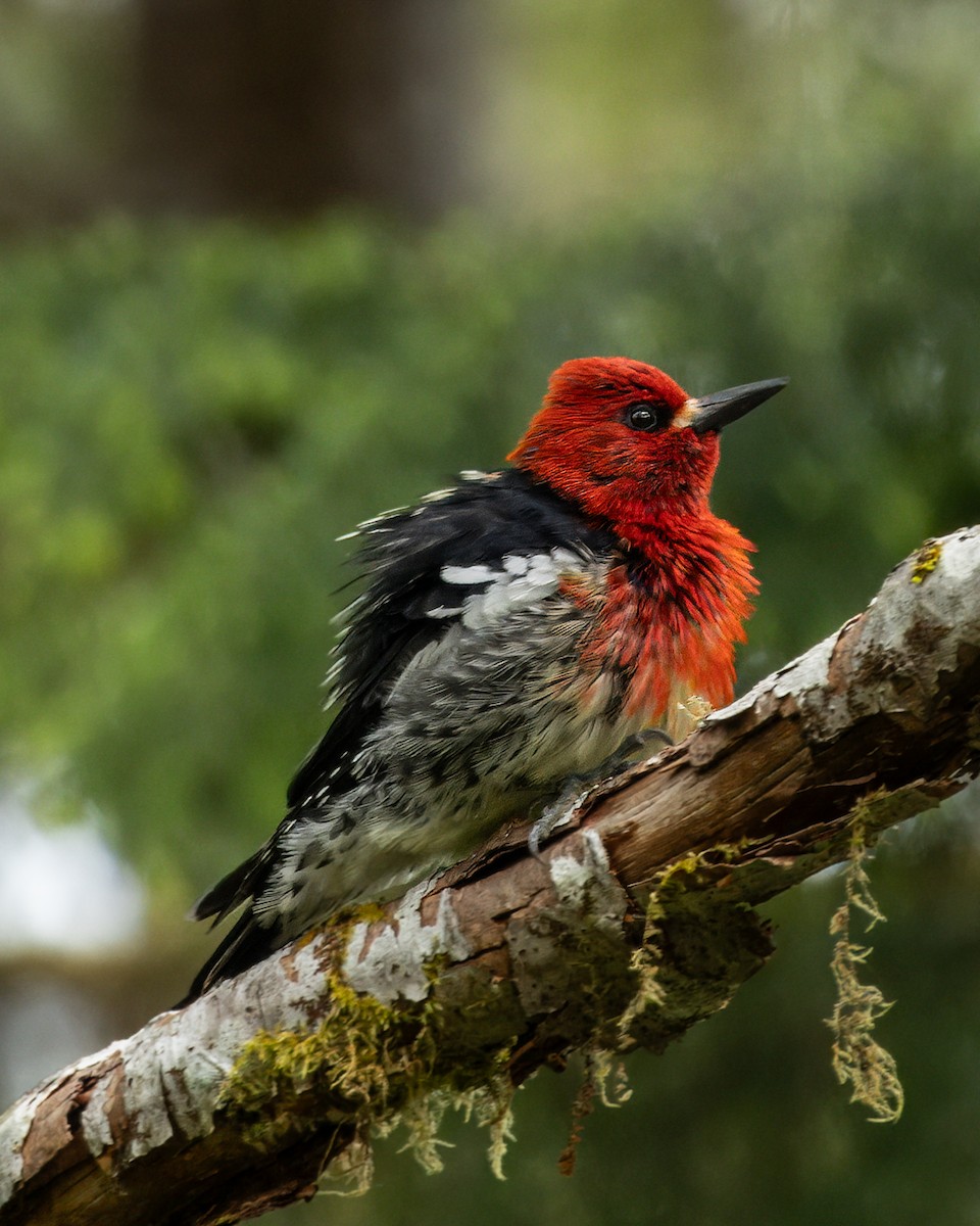 Red-breasted Sapsucker - ML620974986