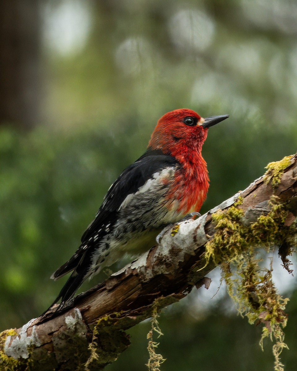 Red-breasted Sapsucker - ML620974987