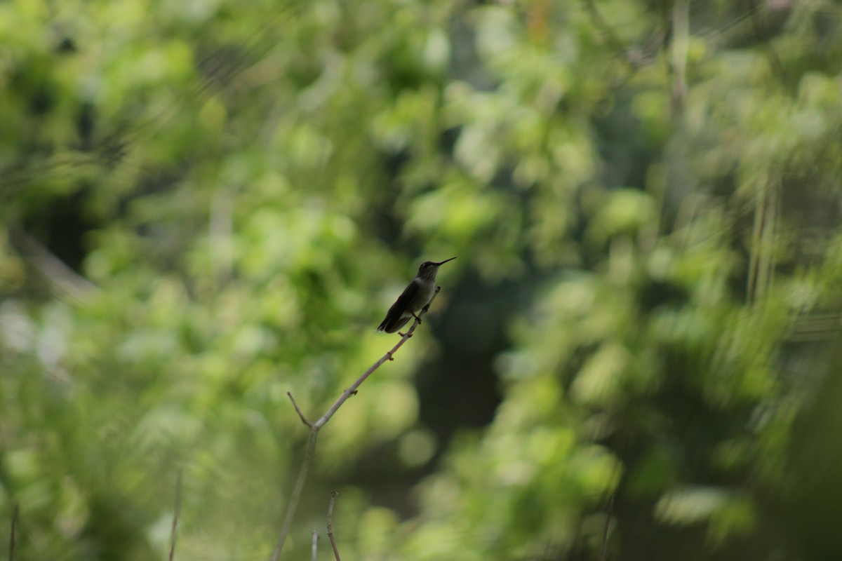 Black-chinned Hummingbird - ML620974988