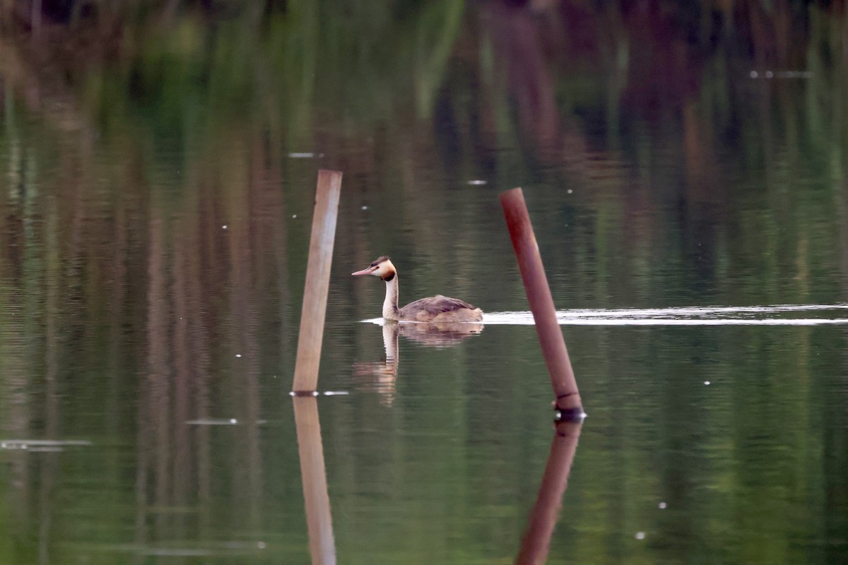Great Crested Grebe - ML620975007