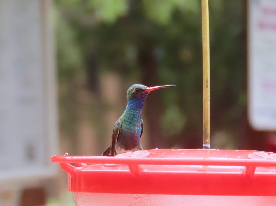 Broad-billed Hummingbird - Daxton Bryce