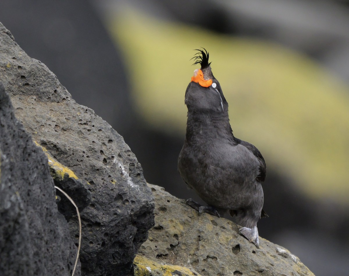 Crested Auklet - ML620975016