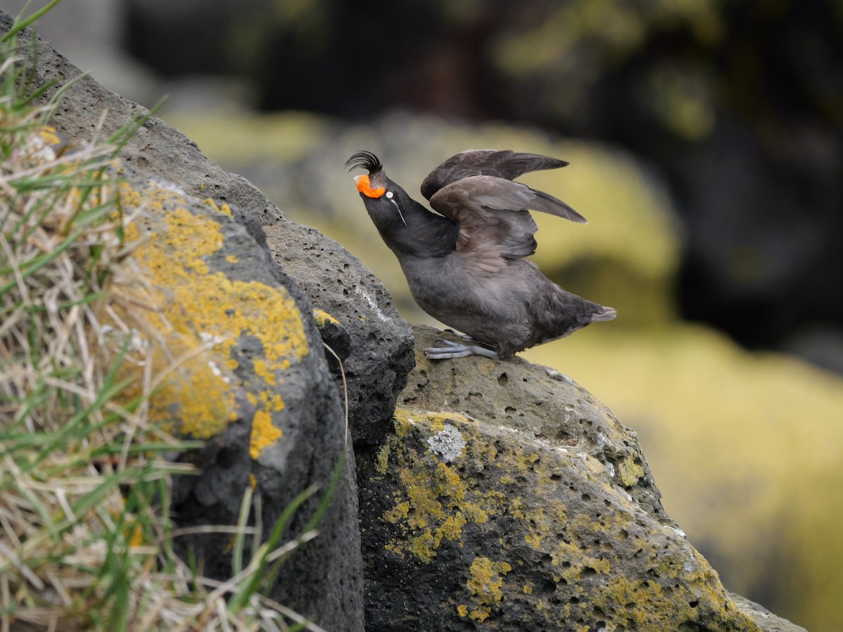 Crested Auklet - ML620975018