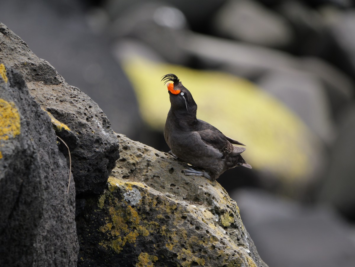 Crested Auklet - ML620975019