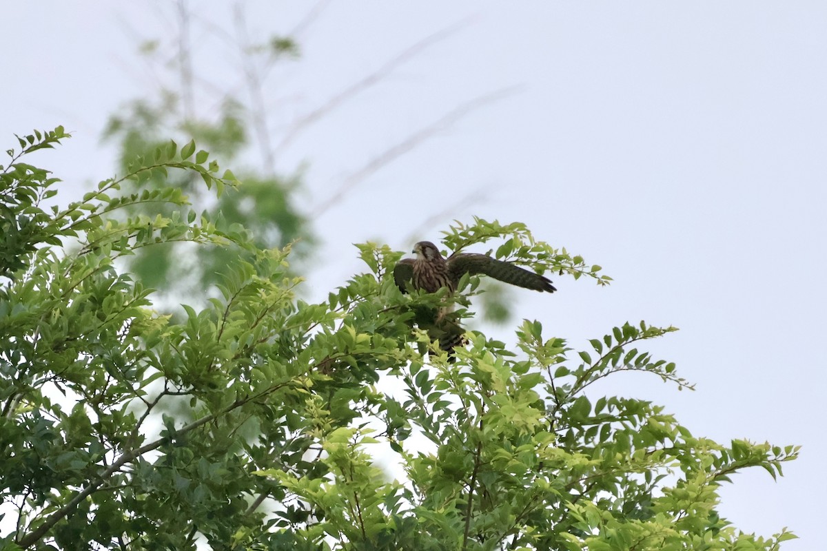 Eurasian Kestrel - ML620975026