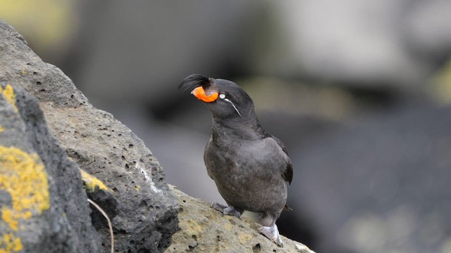 Crested Auklet - ML620975031