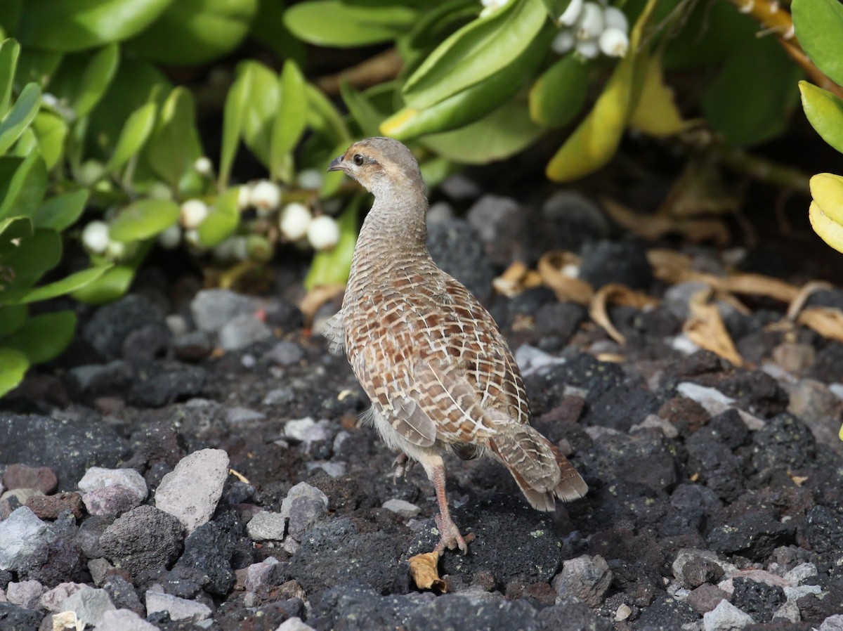 Gray Francolin - ML620975036