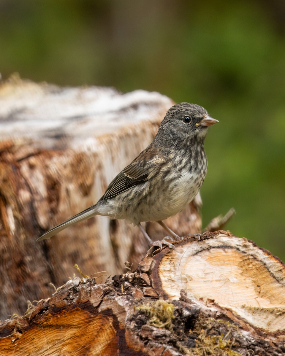 Junco ardoisé - ML620975045