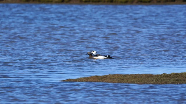 Steller's Eider - ML620975059