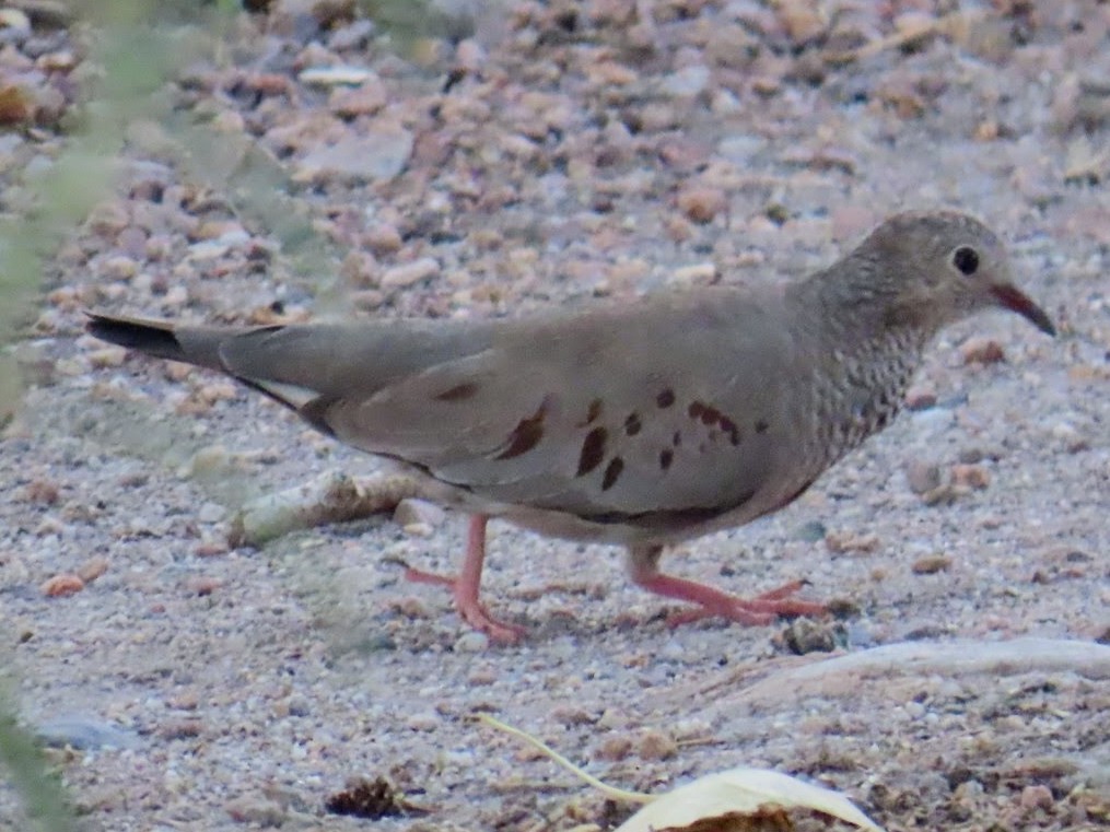 Common Ground Dove - ML620975070