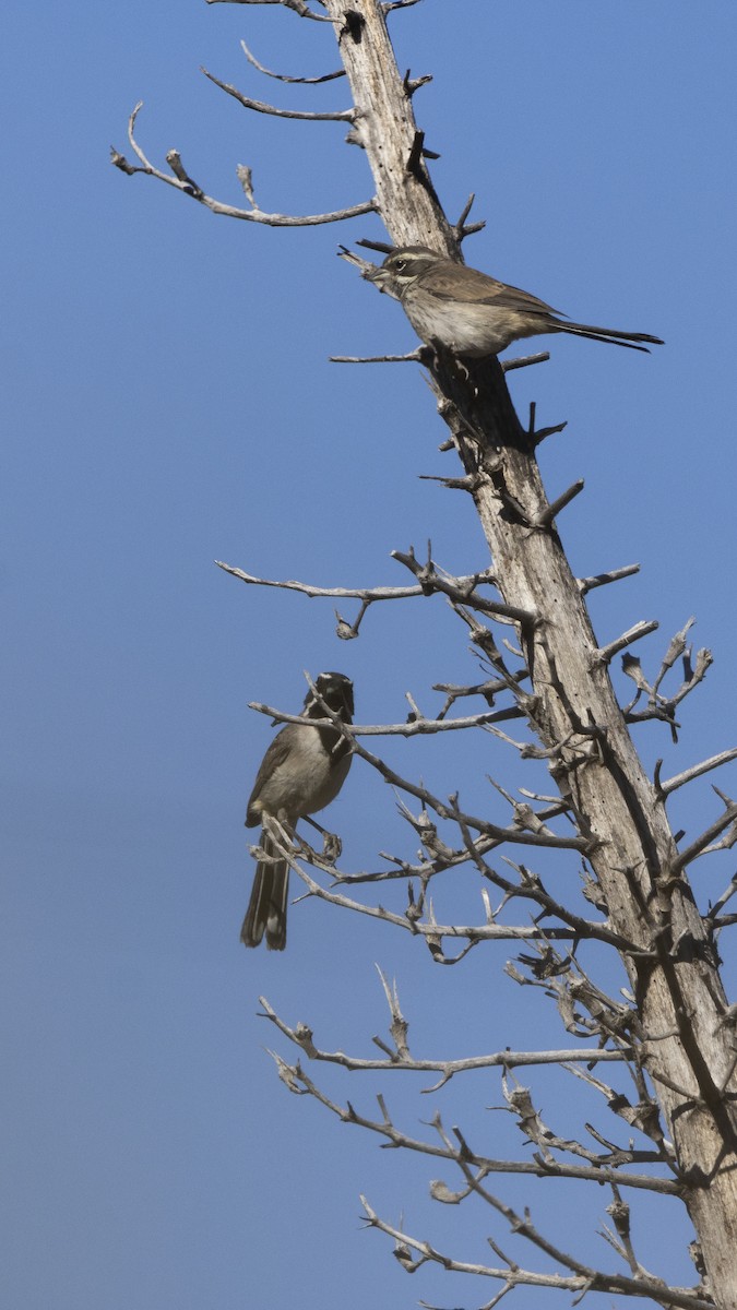 Black-throated Sparrow - ML620975078