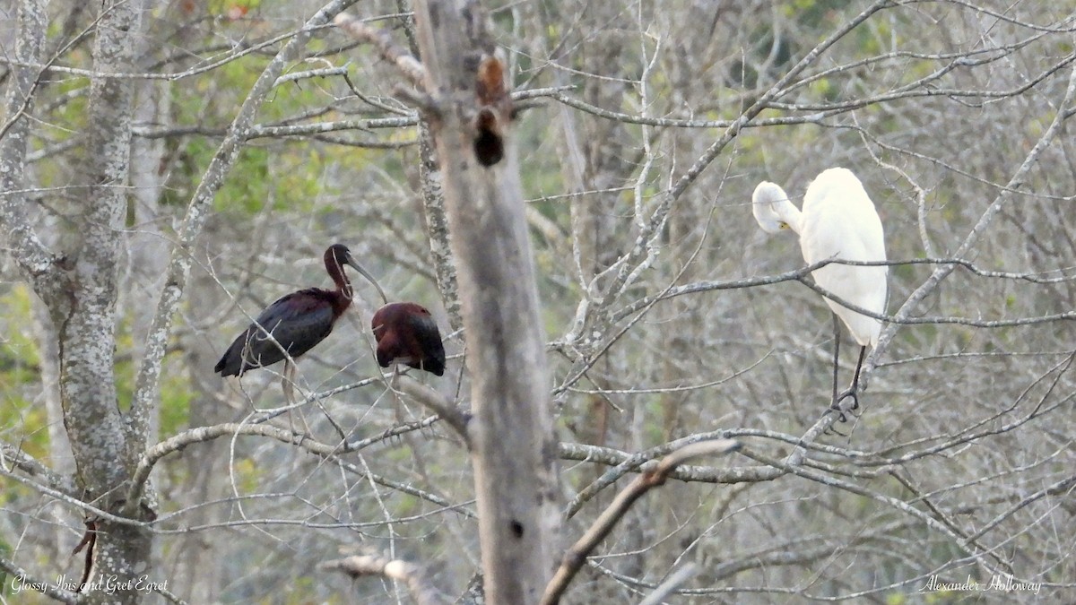 Glossy Ibis - ML620975082