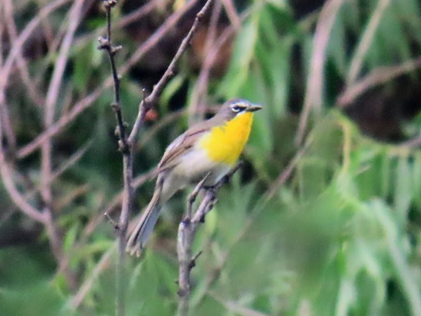 Yellow-breasted Chat - ML620975092