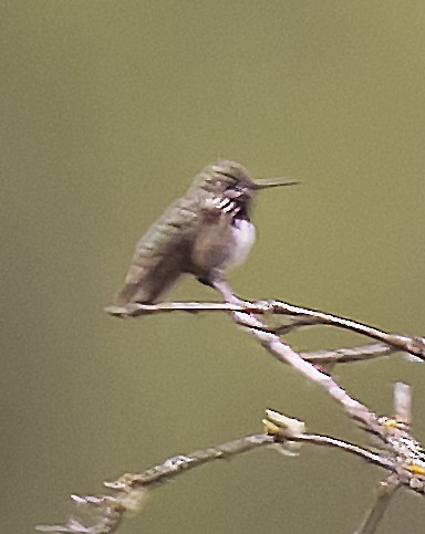 Calliope Hummingbird - ML620975094