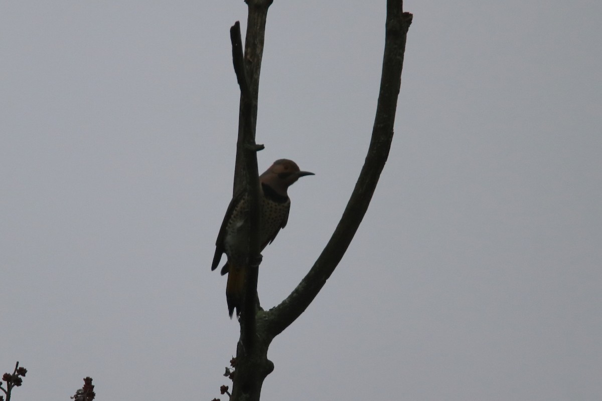 Northern Flicker (Yellow-shafted) - ML620975098