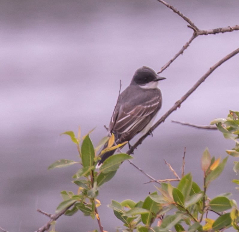 Eastern Kingbird - ML620975113