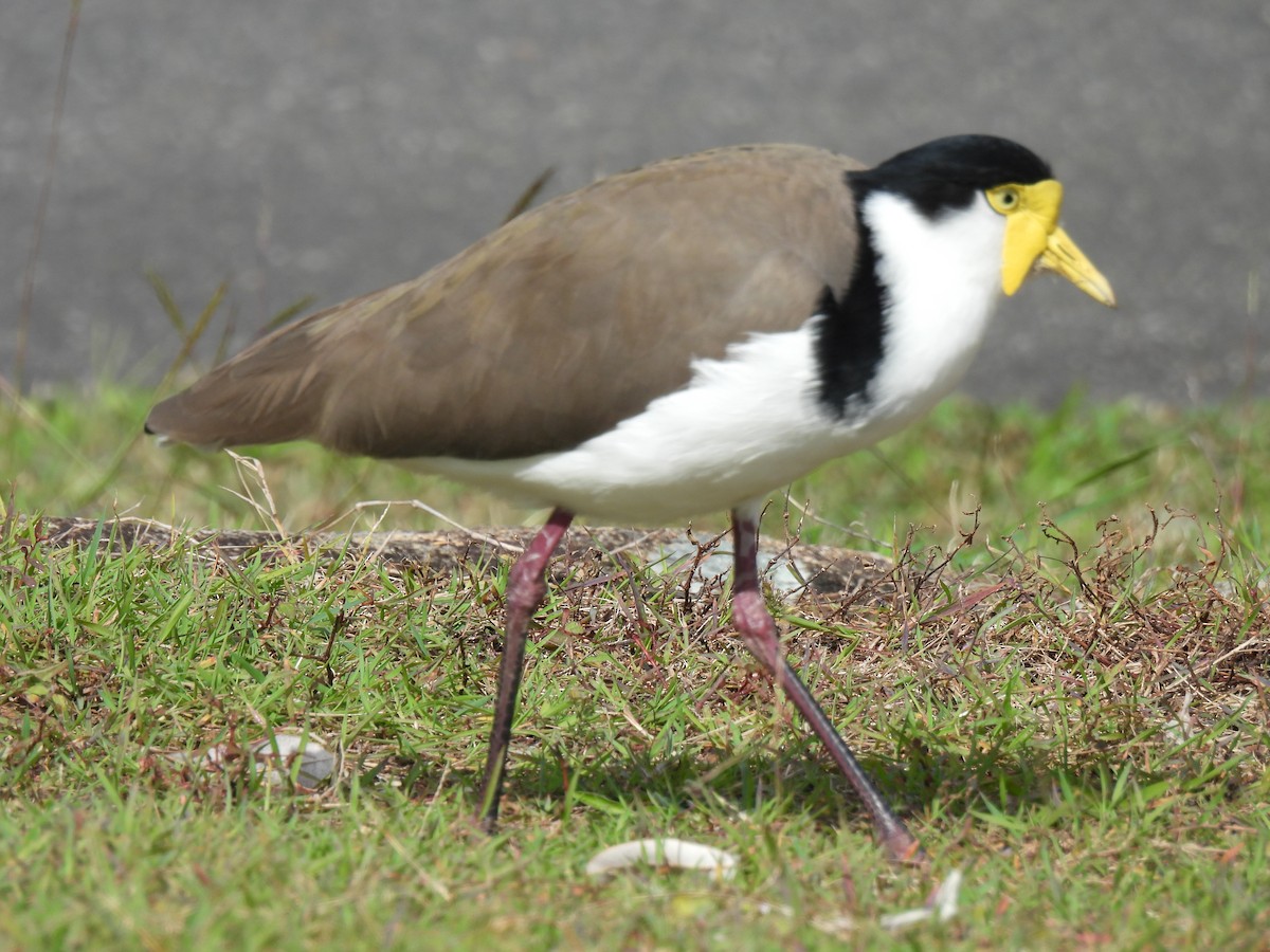 Masked Lapwing - Robyn  Moore