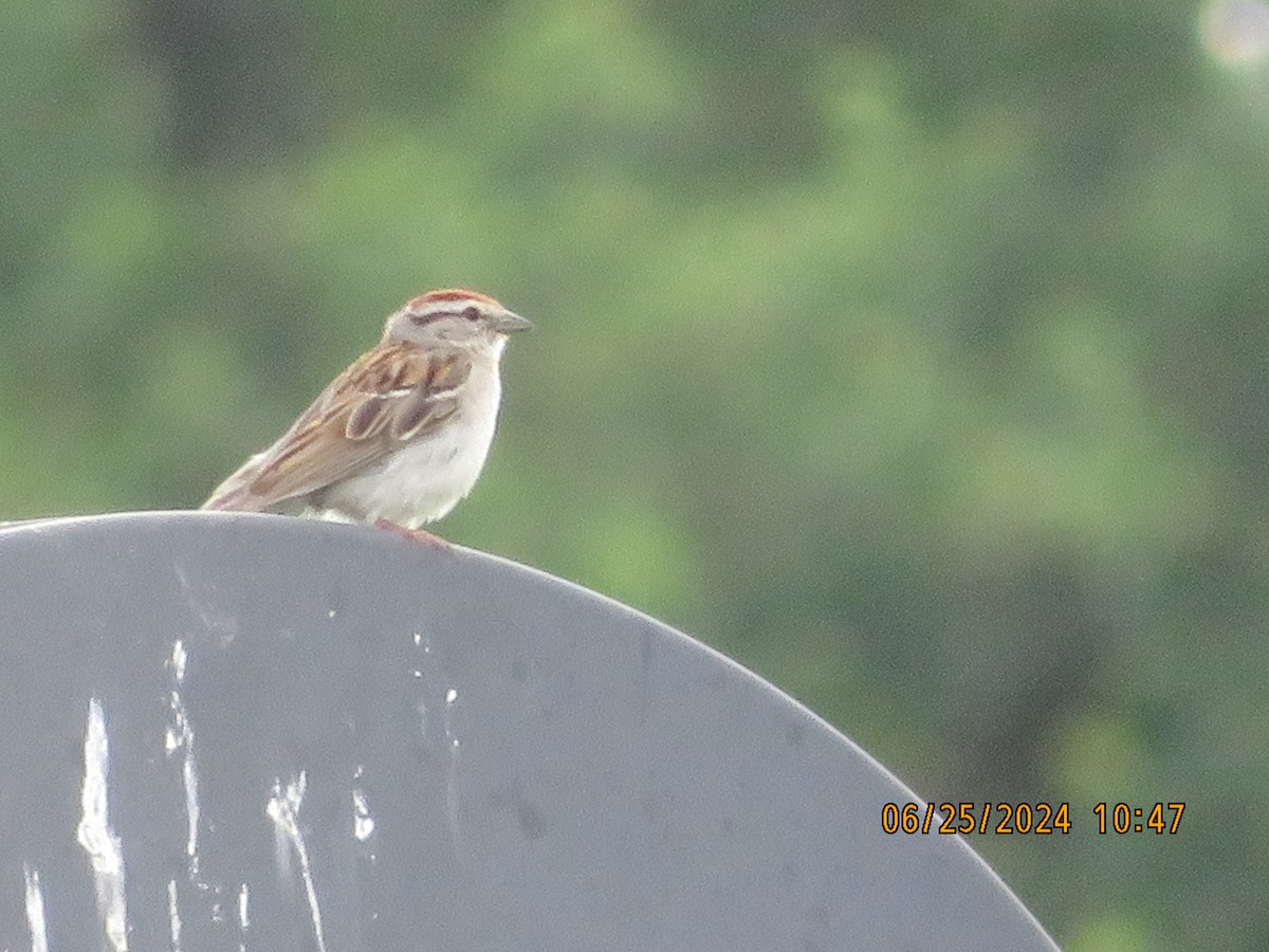 Chipping Sparrow - ML620975131