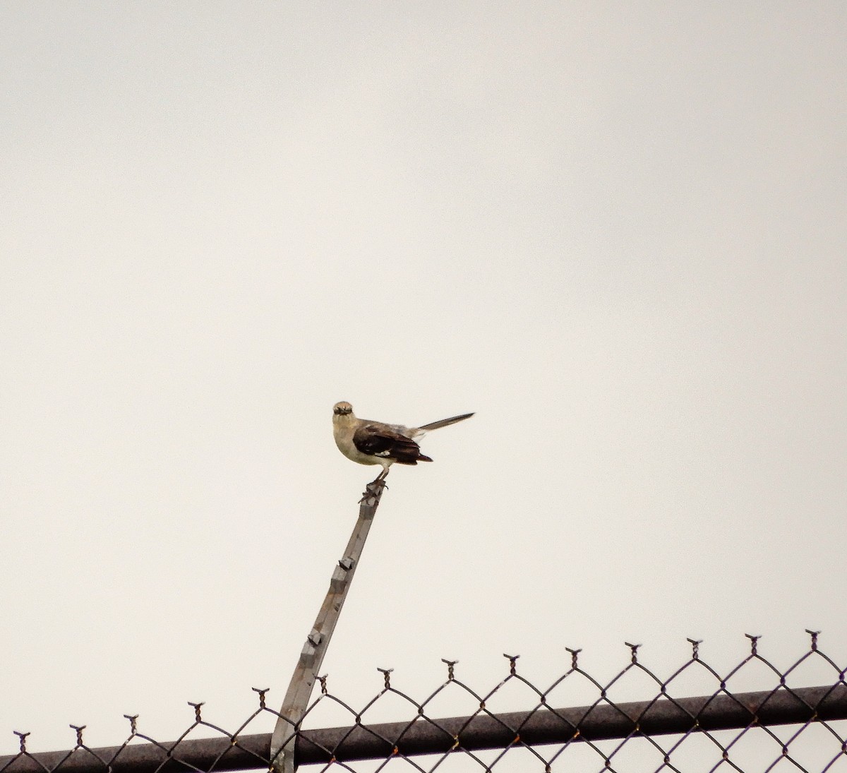 Northern Mockingbird - ML620975143