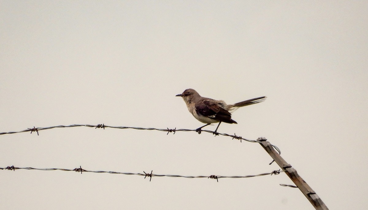 Northern Mockingbird - ML620975148