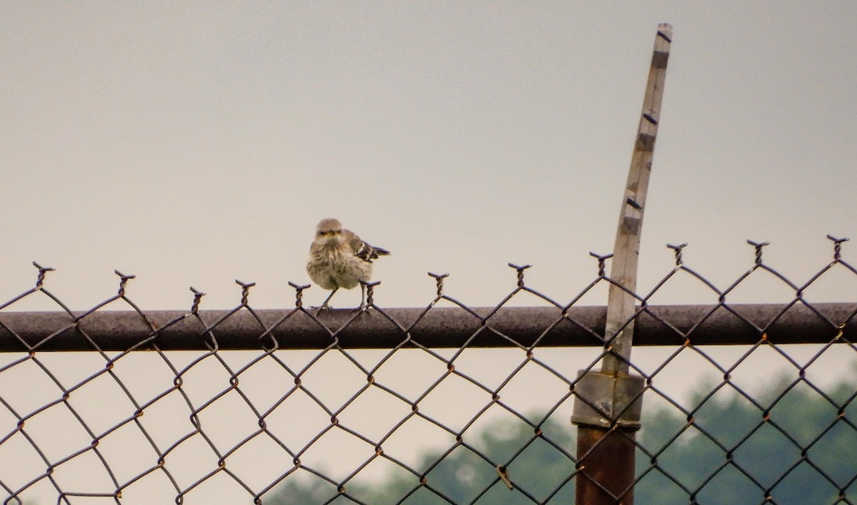 Northern Mockingbird - ML620975149