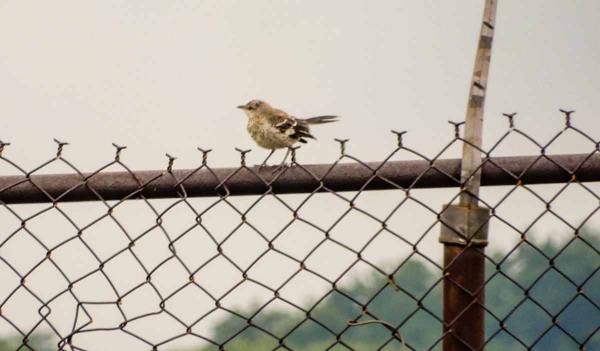 Northern Mockingbird - Scot Russell