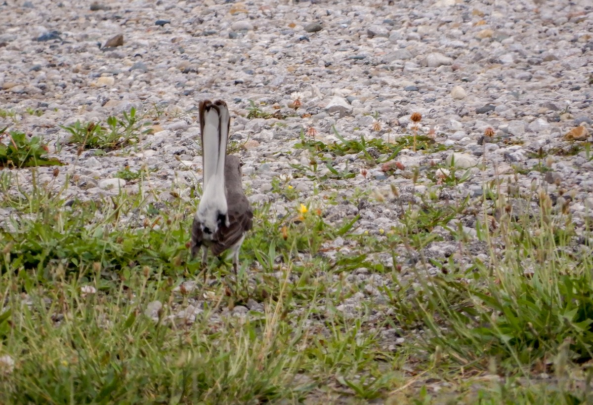 Northern Mockingbird - ML620975157