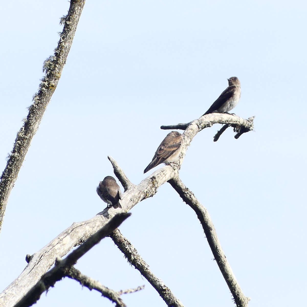 Northern Rough-winged Swallow - ML620975164