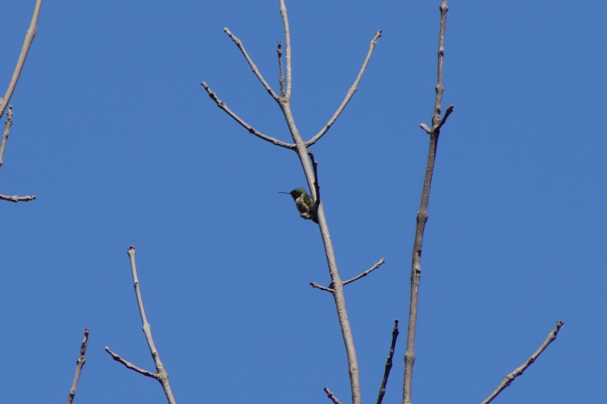 Yakut Boğazlı Kolibri - ML620975181