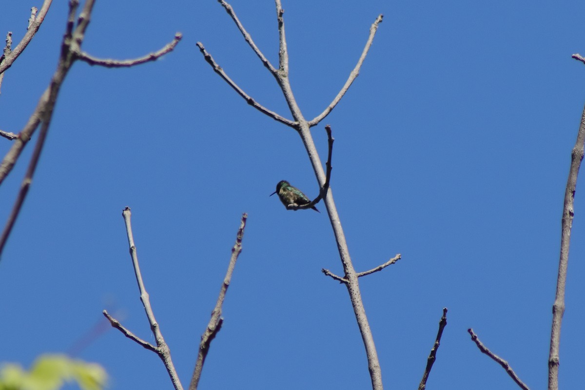 Colibri à gorge rubis - ML620975183