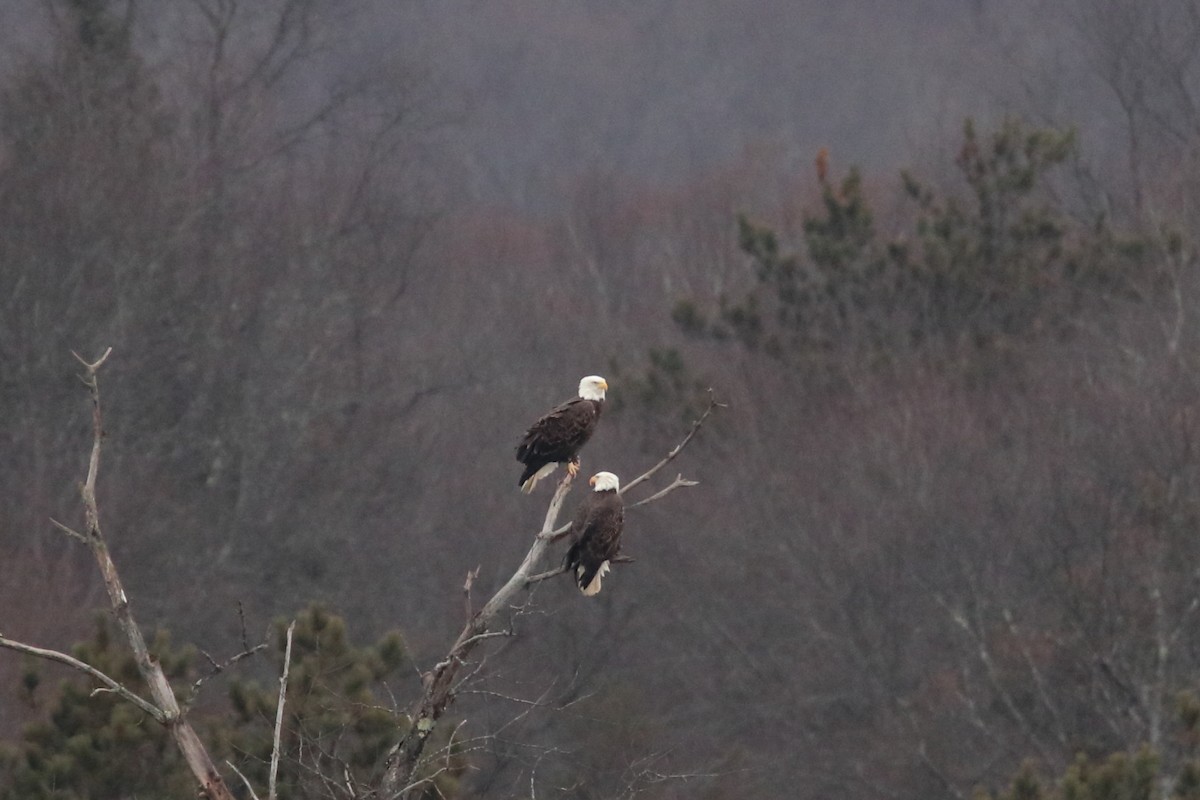 Bald Eagle - Alyssa Nees