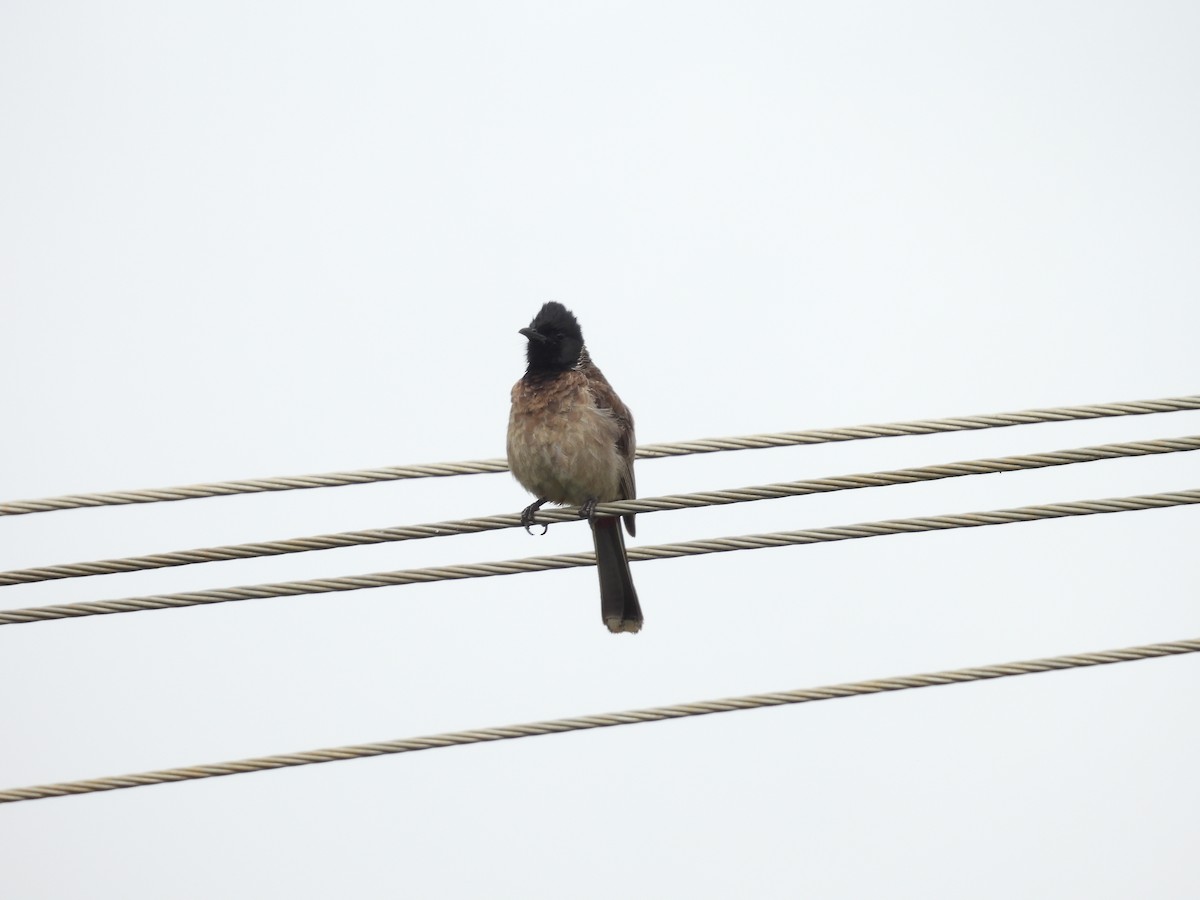 Red-vented Bulbul - ML620975197