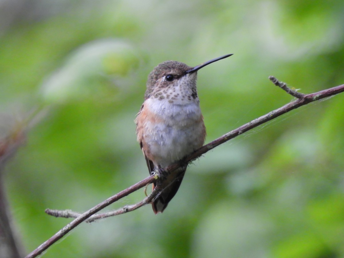 Allen's Hummingbird - ML620975199