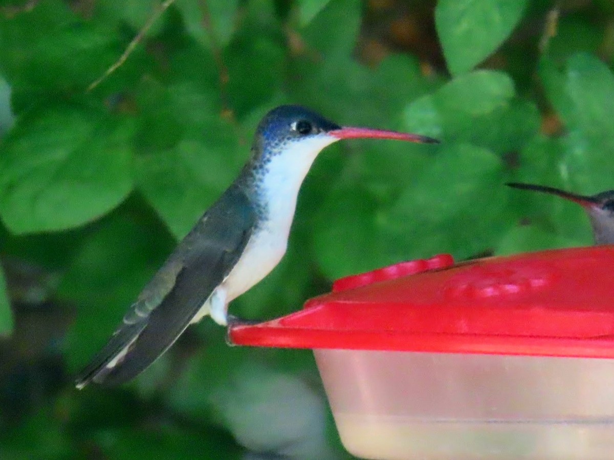 kolibřík fialovokorunkatý - ML620975201