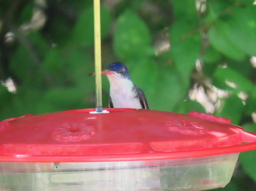 kolibřík fialovokorunkatý - ML620975202