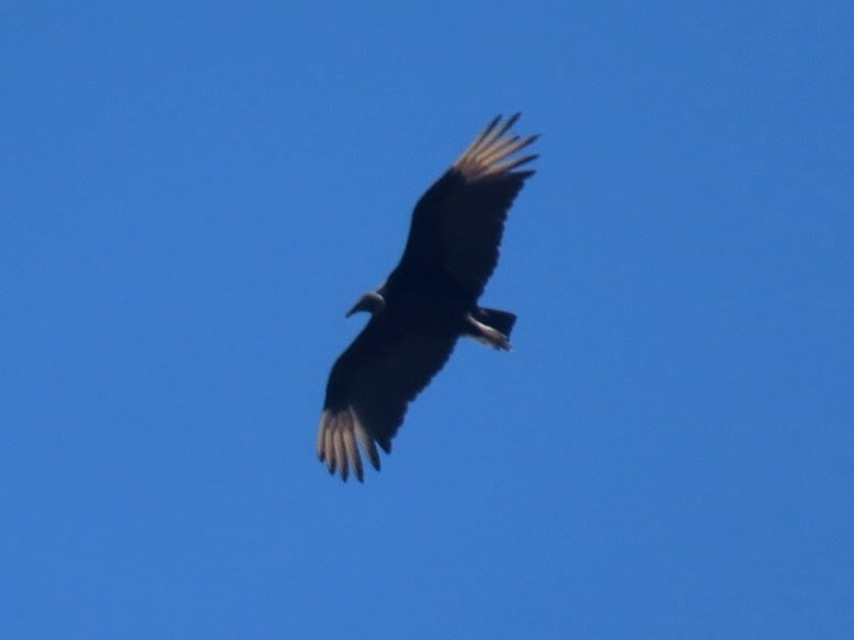 Black Vulture - ML620975205