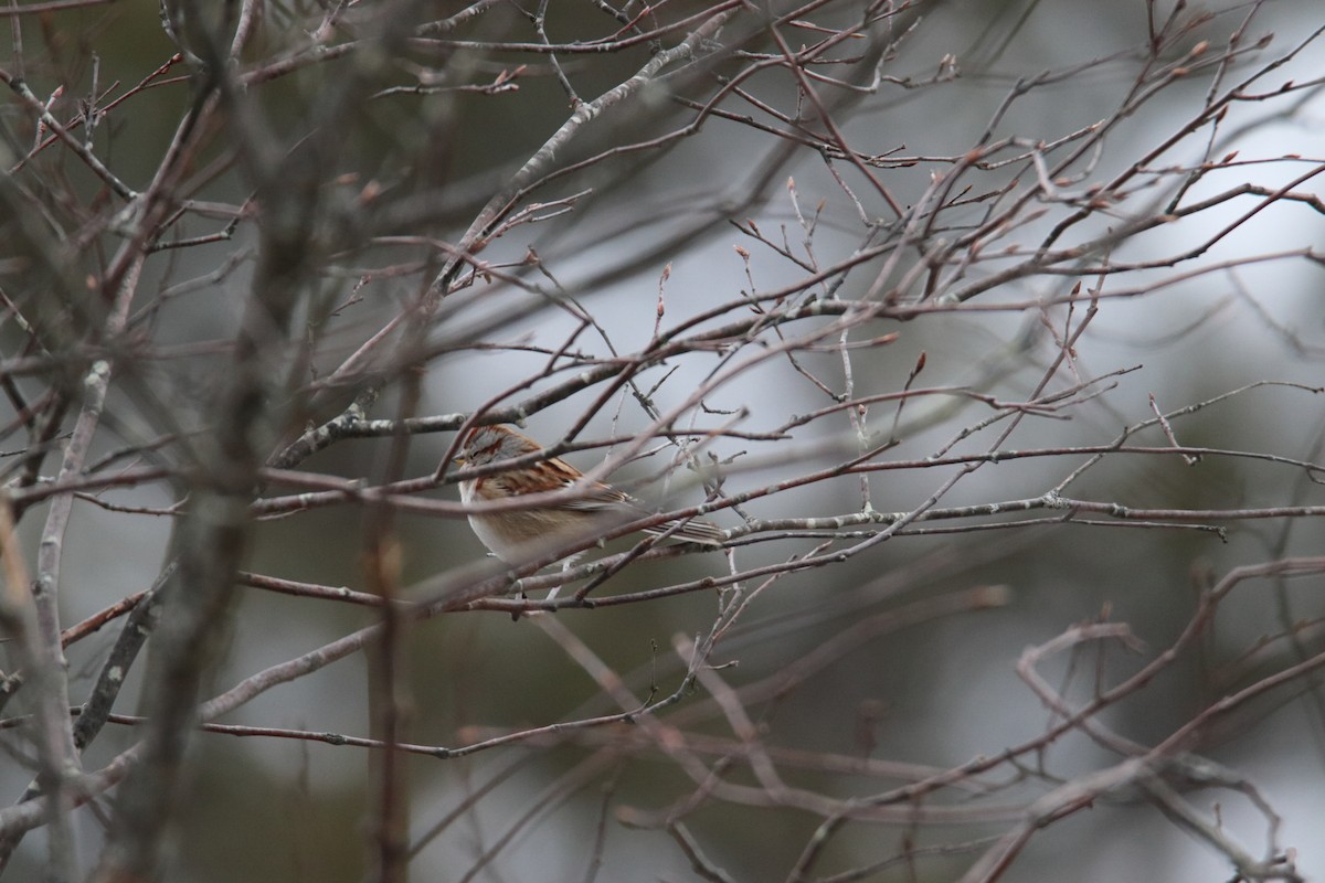 American Tree Sparrow - ML620975206