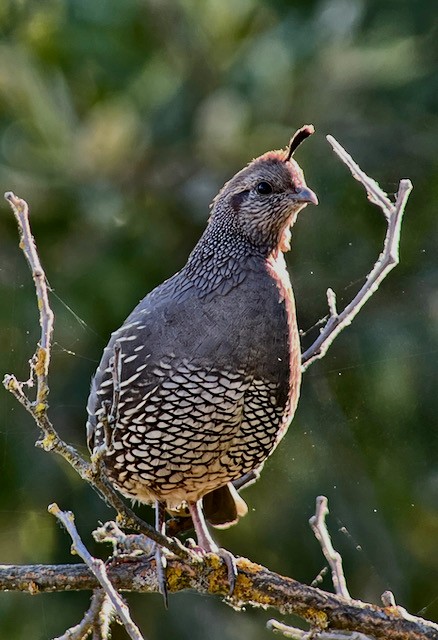 California Quail - ML620975211