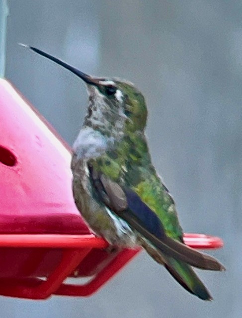 Anna's Hummingbird - ML620975217