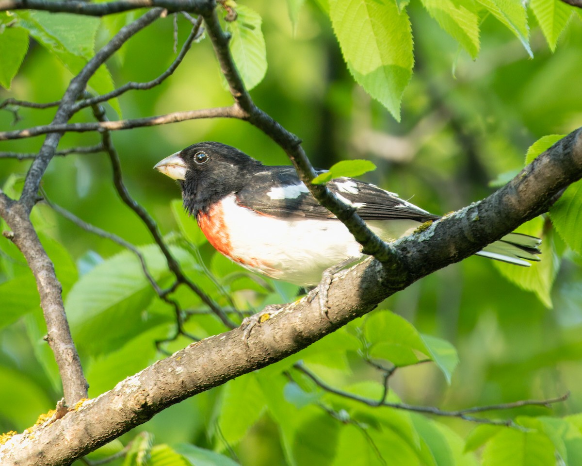 Rose-breasted Grosbeak - ML620975218