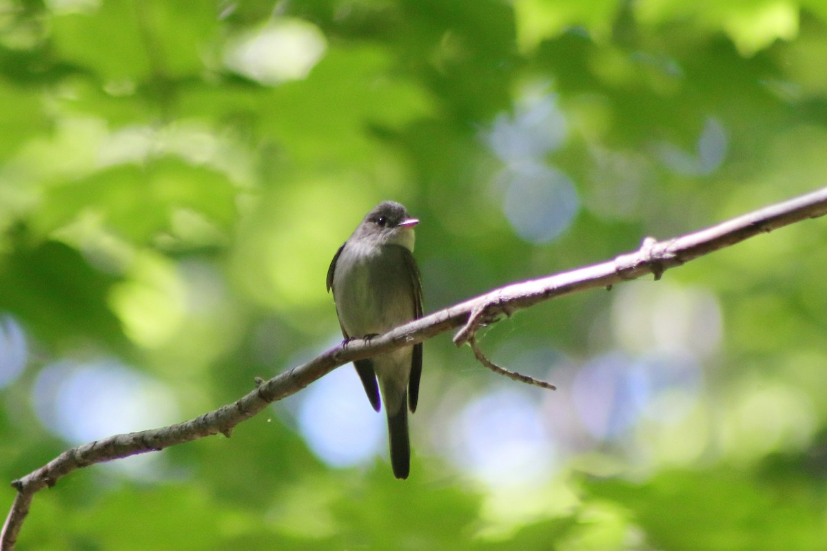 Eastern Wood-Pewee - ML620975228