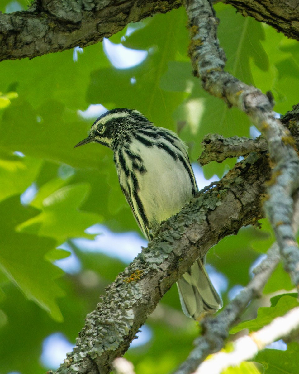 Black-and-white Warbler - ML620975231