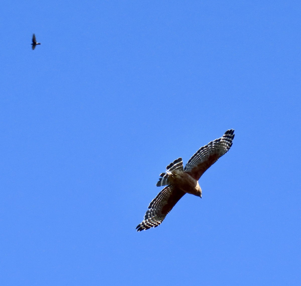 Red-shouldered Hawk - ML620975242