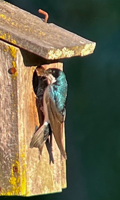 Tree Swallow - ML620975250