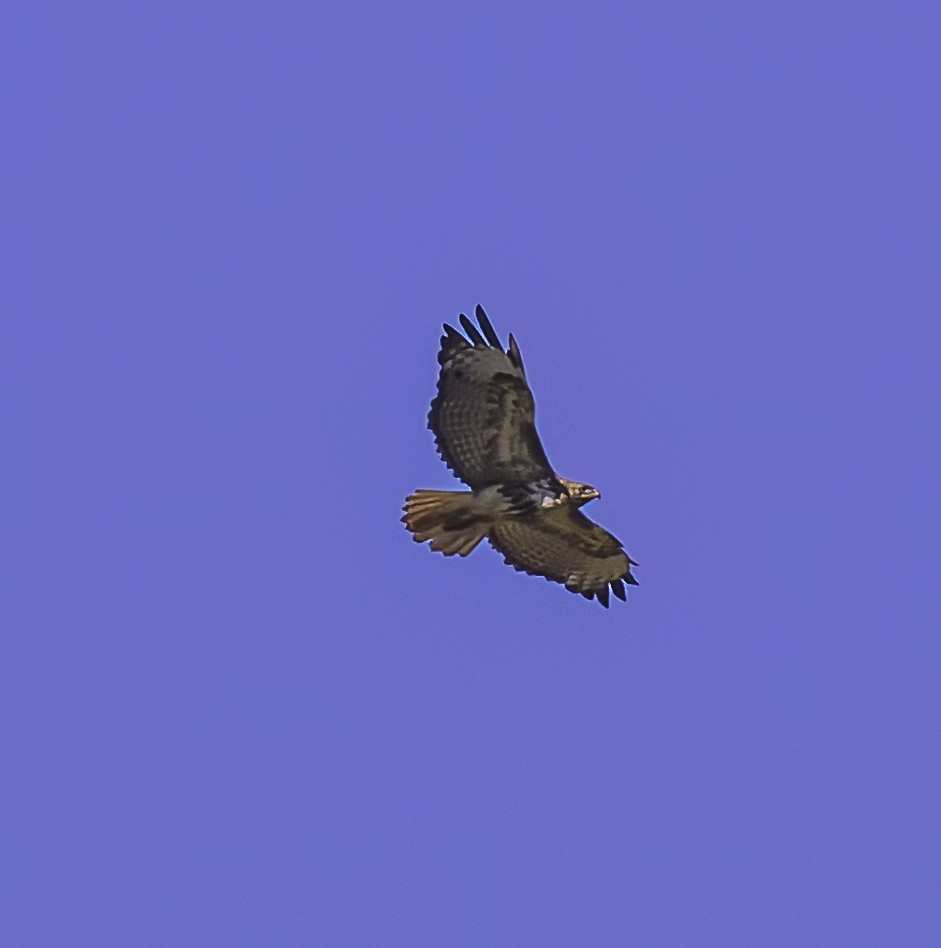 Red-tailed Hawk - ML620975263