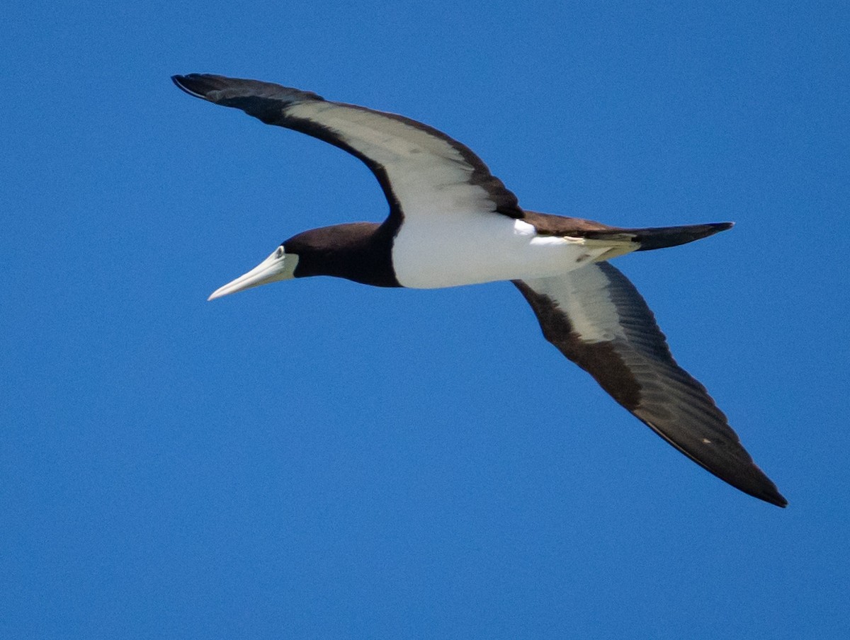 Brown Booby - ML620975272