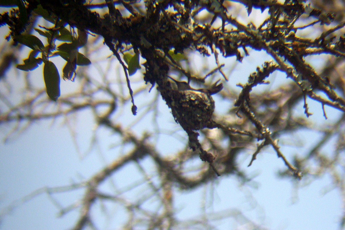 Yakut Boğazlı Kolibri - ML620975286
